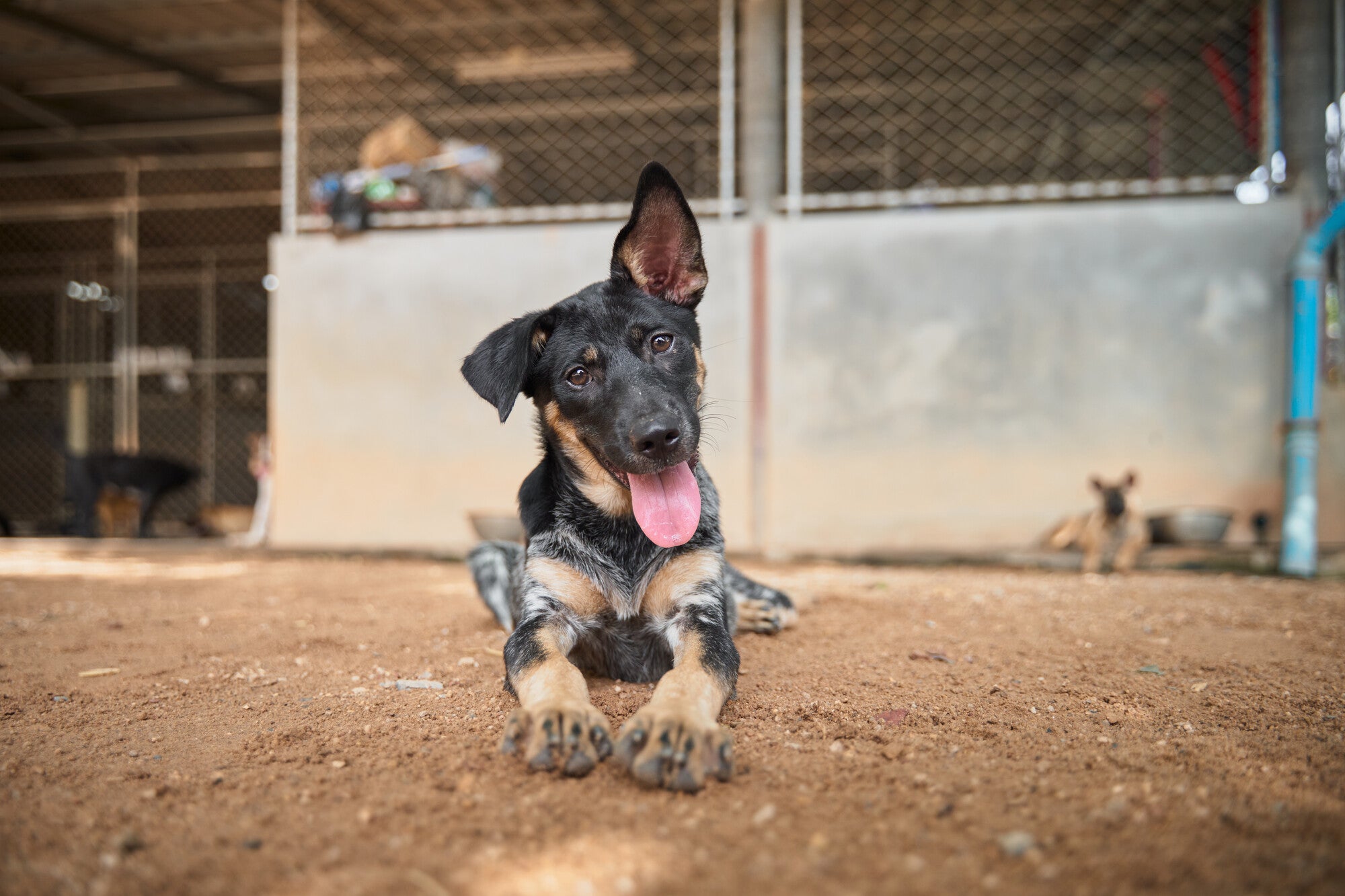 Socks that Protect Stray Animals